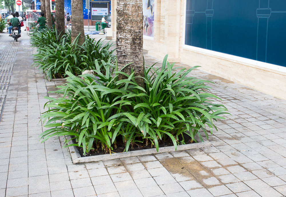 forum-pandanus-amaryllifolius